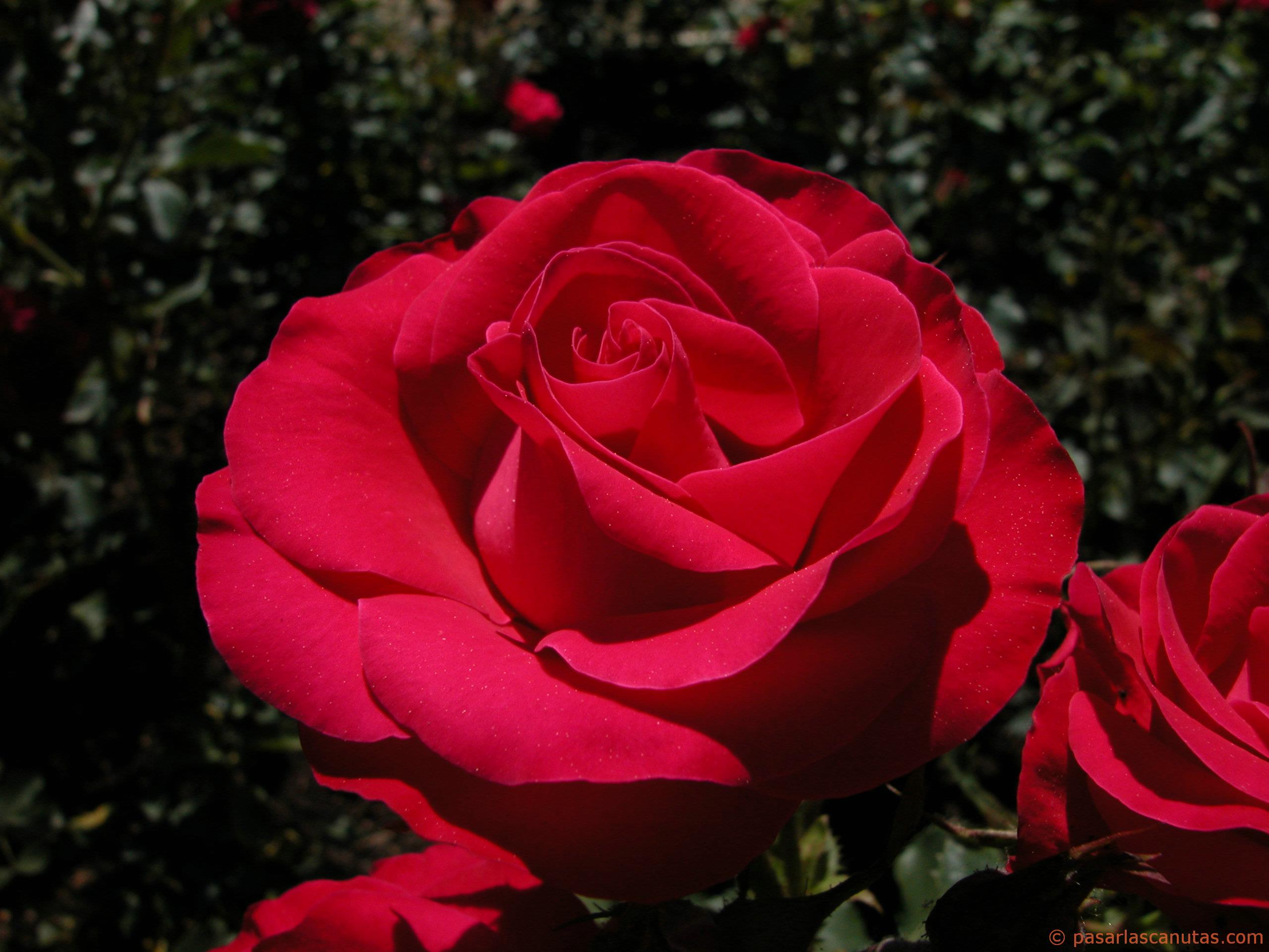 El Origen de las Rosas | EL SANTUARIO DE LOS LIBROS